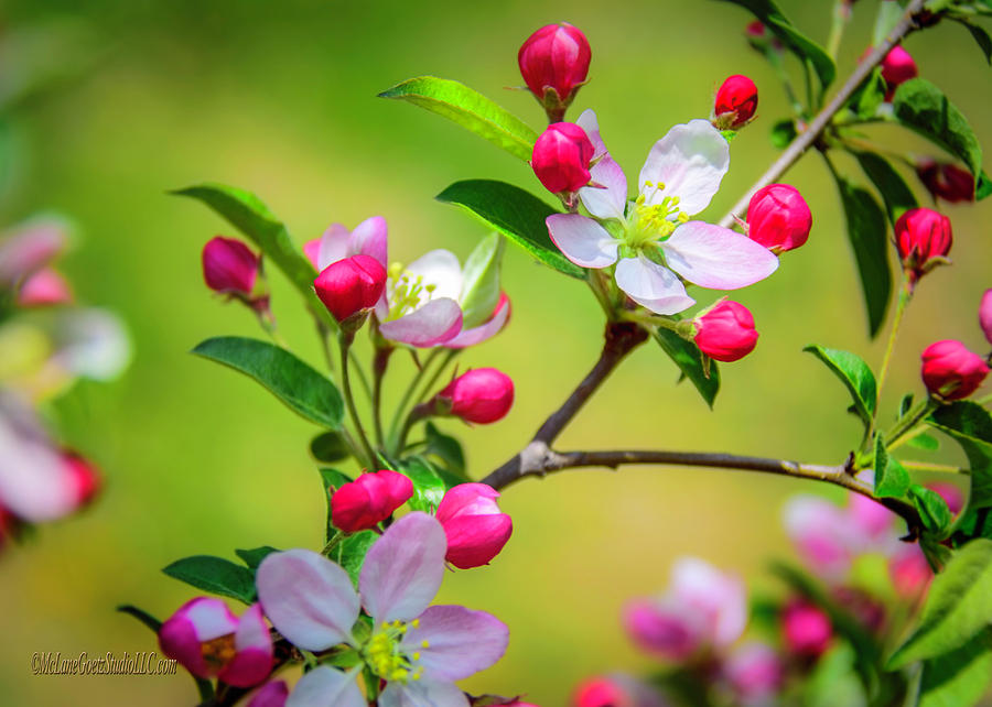 Wild Apple Blossoms  Photograph by LeeAnn McLaneGoetz McLaneGoetzStudioLLCcom
