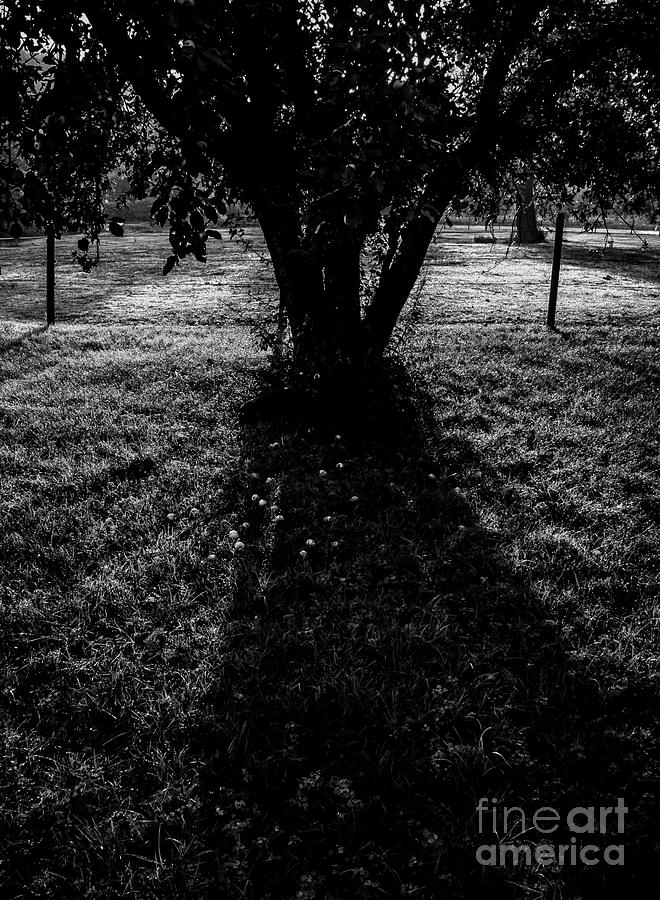 Wild Apple Tree 1 - BW Photograph by James Aiken