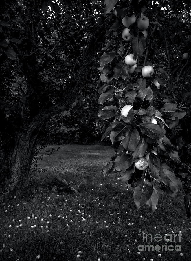 Wild Apple Tree 2 - BW Photograph by James Aiken