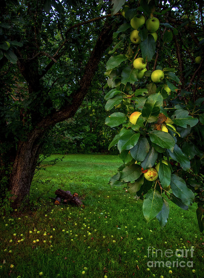 Wild Apple Tree 2 Photograph by James Aiken