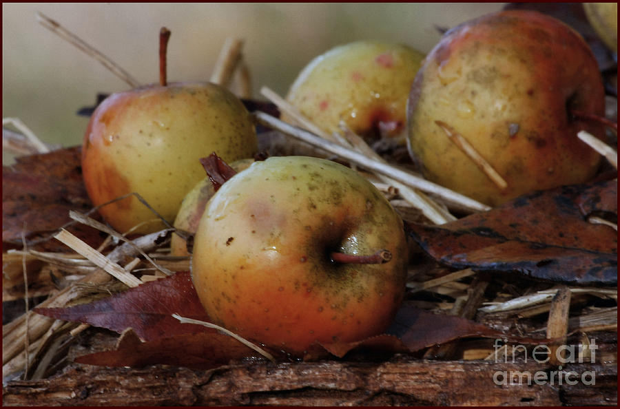 Nature Photograph - Wild Apples by Luv Photography