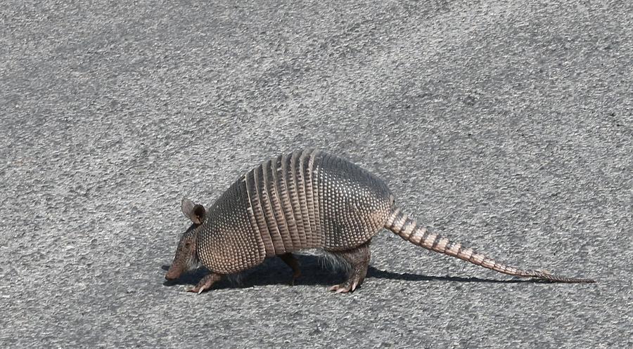 Wild Armadillo  Photograph by Christy Pooschke