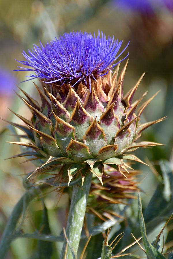 Wild Artichoke 3 Photograph by Carol Sheli Cantrell