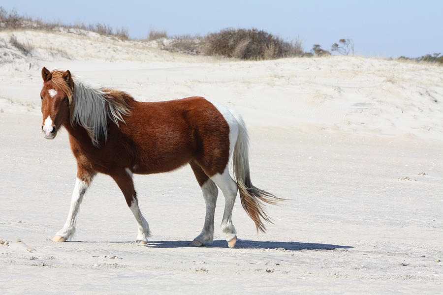 Wild Assateague Ponies 2 Photograph by Captain Debbie Ritter Wild Assateague Ponies 2 Photograph by Captain Debbie Ritter
