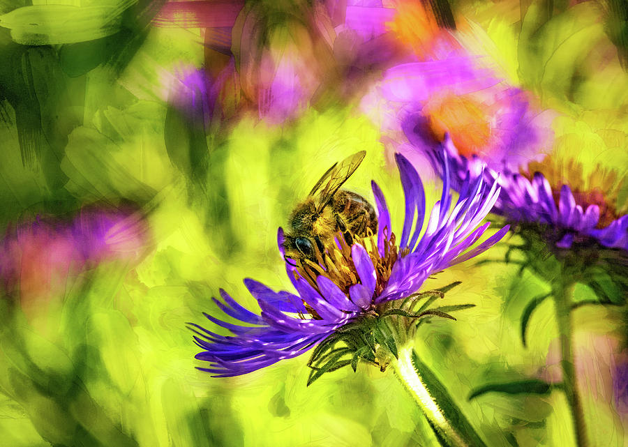 Wild Aster And Honey Bee 2 - Paint Photograph by Steve Harrington