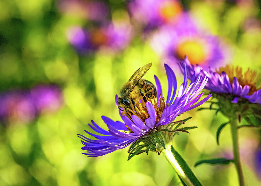 Wild Aster And Honey Bee 2  Photograph by Steve Harrington