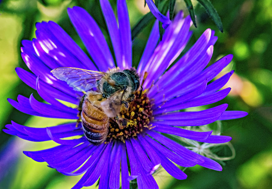 Wild Aster And Honey Bee 3 Photograph by Steve Harrington
