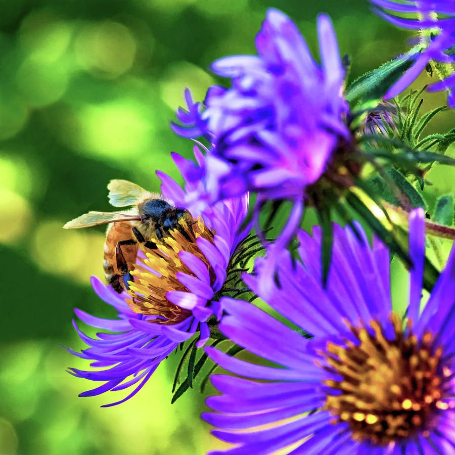 Wild Aster And Honey Bee - Paint Photograph by Steve Harrington