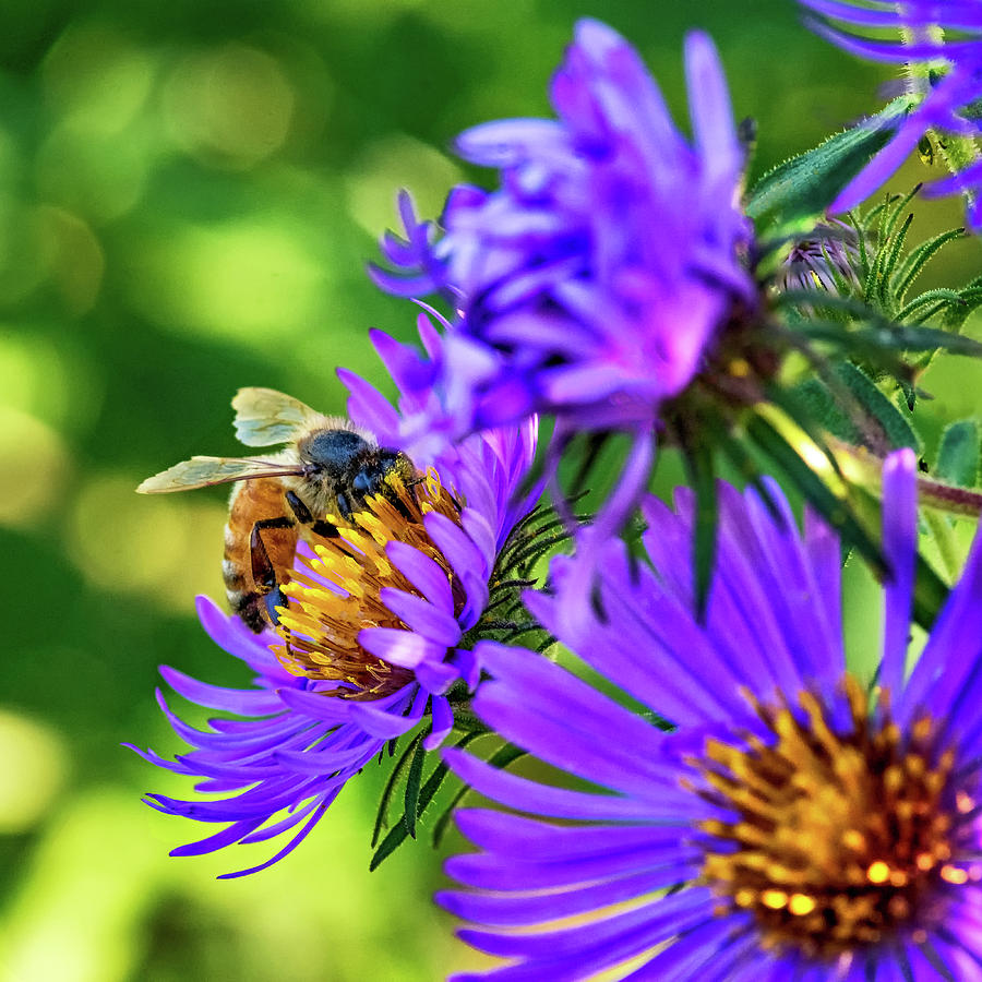 Wild Aster And Honey Bee Photograph by Steve Harrington