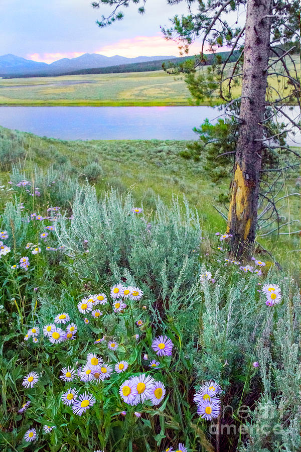 Fleabane and Sage Along Yellowstone River Photograph by Karen Jorstad