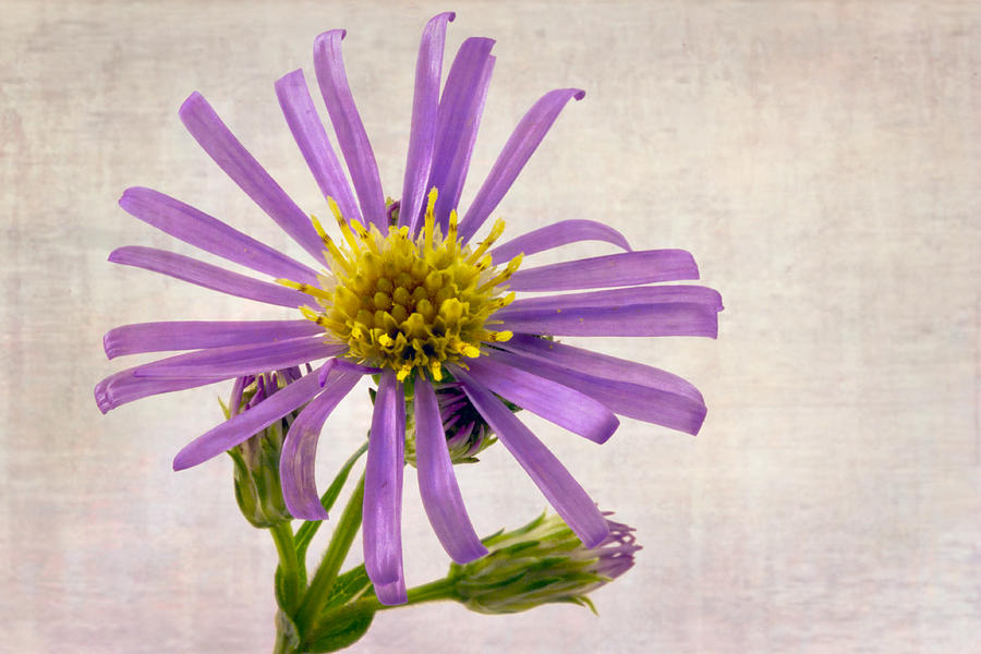 Wild Aster Blossom - Macro  Photograph by Sandra Foster