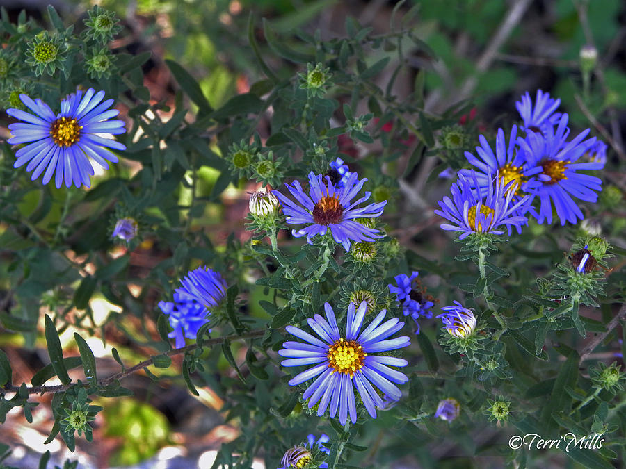 Wild Asters Photograph by Terri Mills