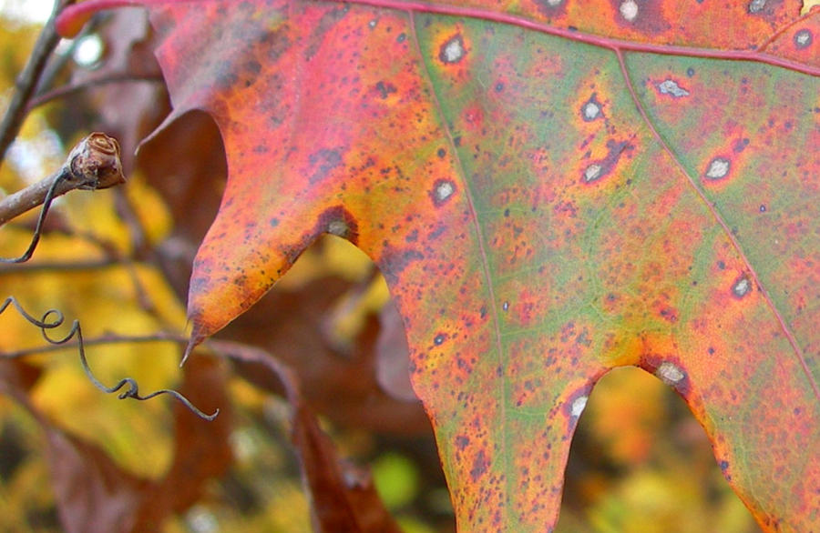 Nature Photograph - Wild Autumn Leaf by Darlene Grover