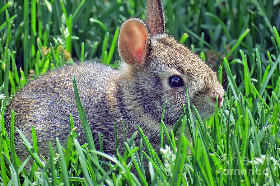 Wild Baby Rabbit Photograph by Kay Novy