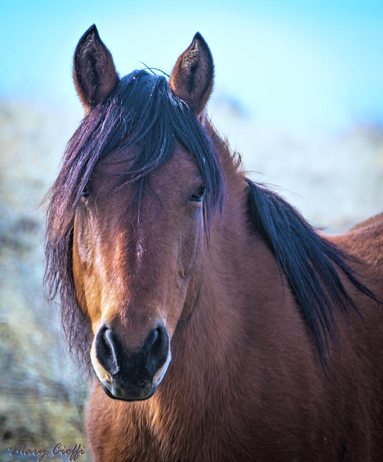 Wild bay mare Photograph by Mary Cioffi - Fine Art America