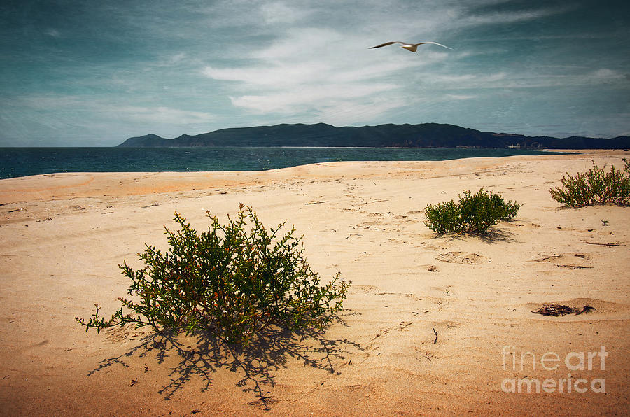 Nature Photograph - Wild Beach by Carlos Caetano