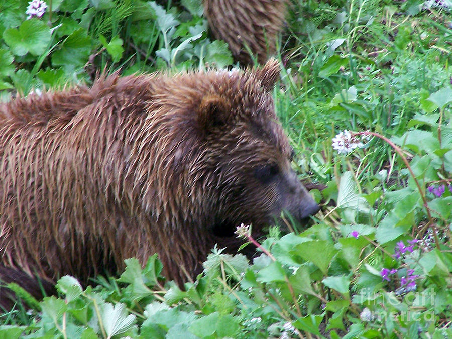 Wild Bear Eating Berries  Photograph by Kathy  White