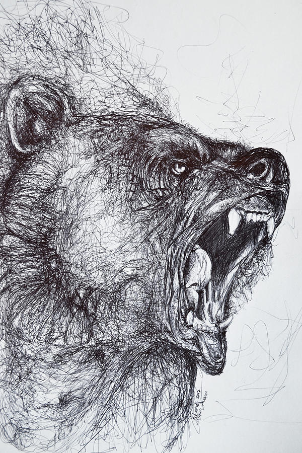 Nature Drawing - Wild Bear  by Eduardo Vazquez