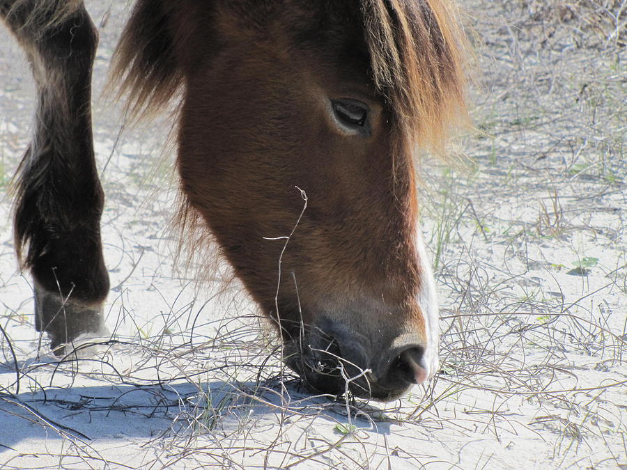 Horse Photograph - Wild Beaufort Pony by Anne Henderson