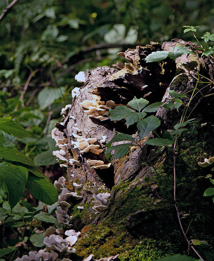 Wild Beauty 11 Photograph By June Goggins Fine Art America