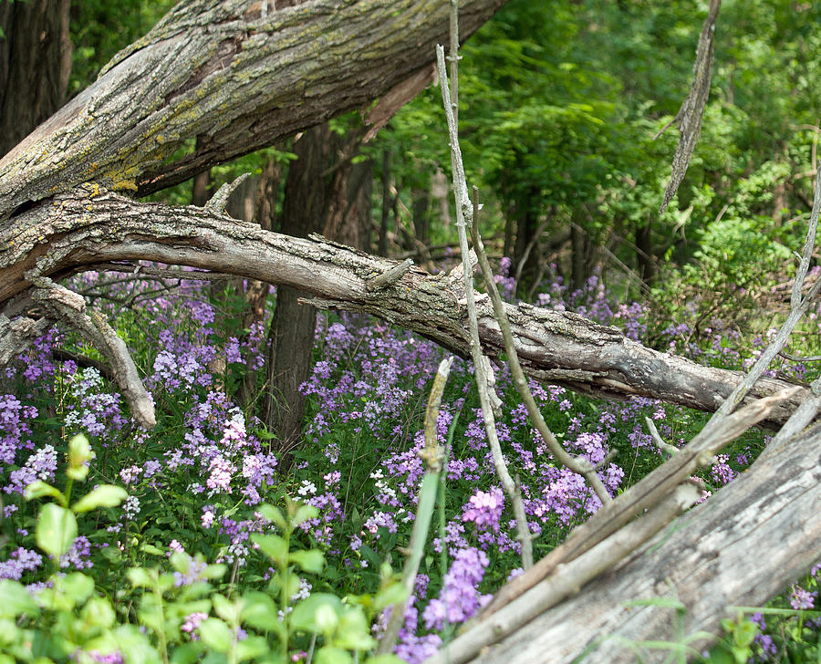 Wild Beauty 4 Photograph By June Goggins Fine Art America