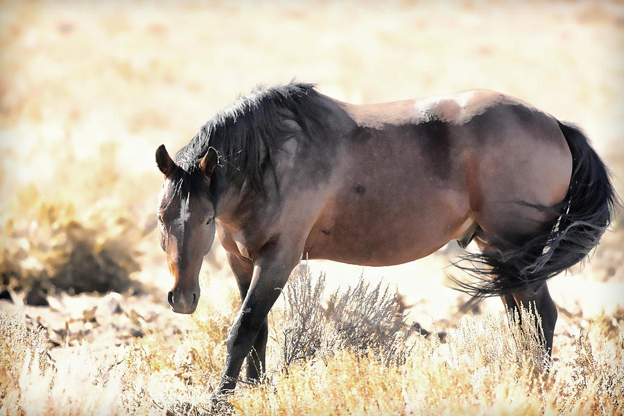 Wild Beauty Photograph by Athena Mckinzie | Fine Art America