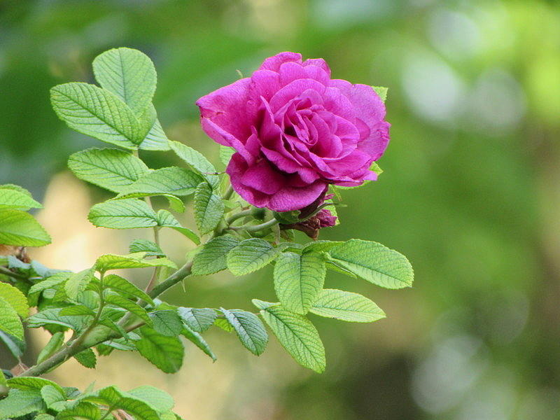 Rose Photograph - Wild beauty     by Josias Tomas