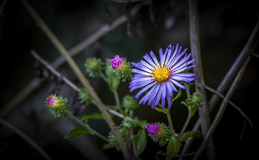Garden Photograph - Wild Beauty by Marvin Spates