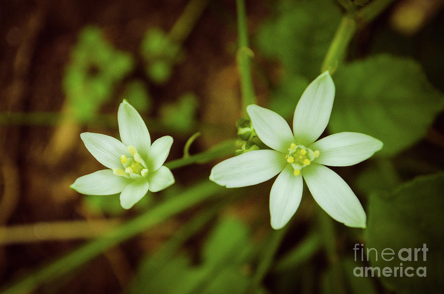 Wild Beauty Botanical / Nature / Floral Photograph Photograph by PIPA Fine Art - Simply Solid