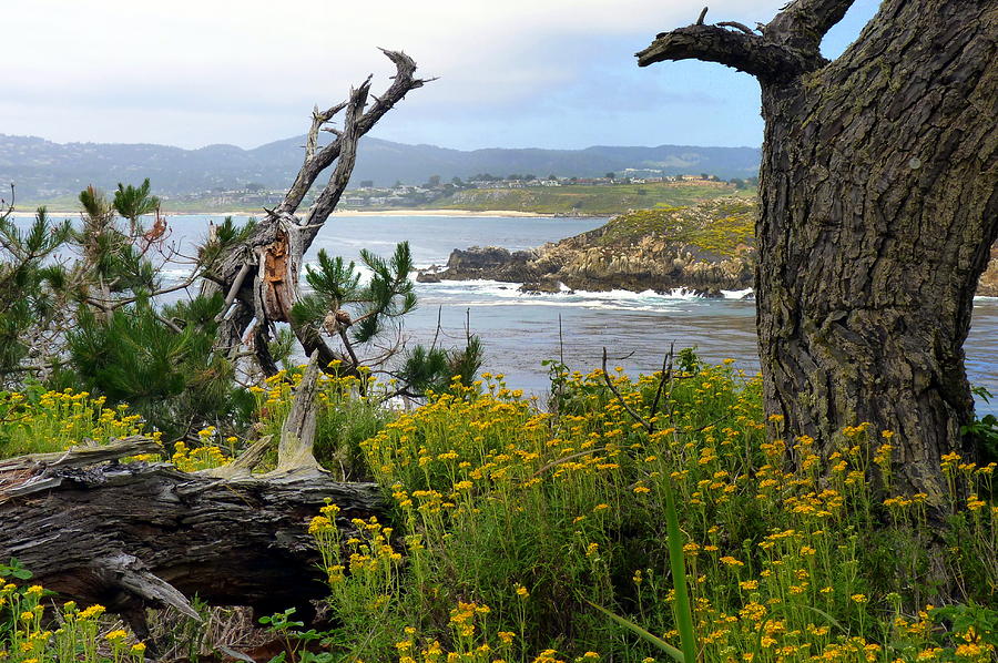 Wild Beauty of Point Lobos  Photograph by Carla Parris