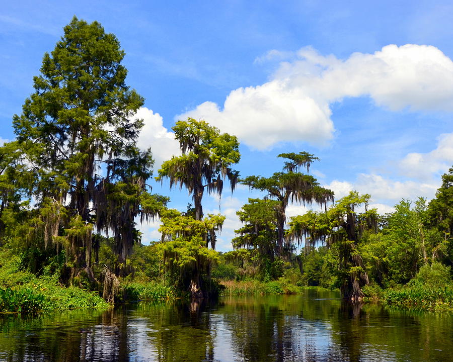 Wild Beauty on the Wakulla River Photograph by Carla Parris