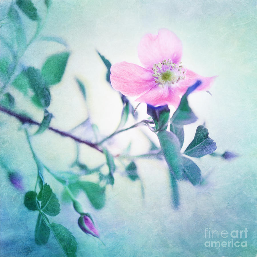 Rose Photograph - Wild Beauty by Priska Wettstein