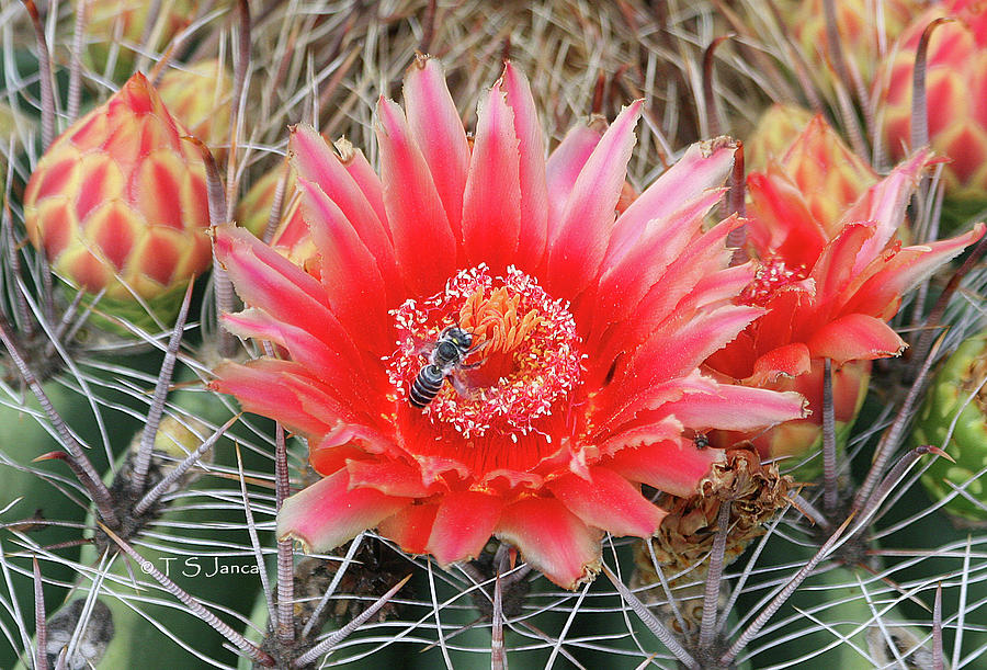 Wild Bee And Barrel Cactus Flower Photograph by Tom Janca