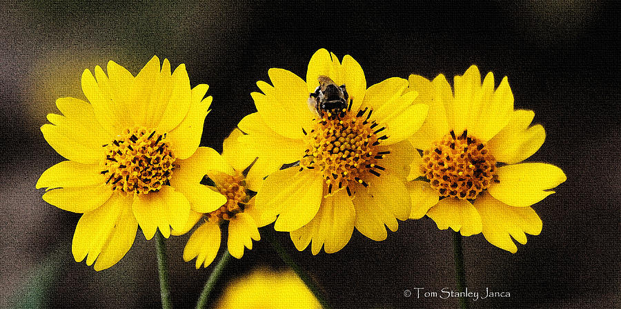 Wild Bee And Brittle Bush Flowers Photograph by Tom Janca