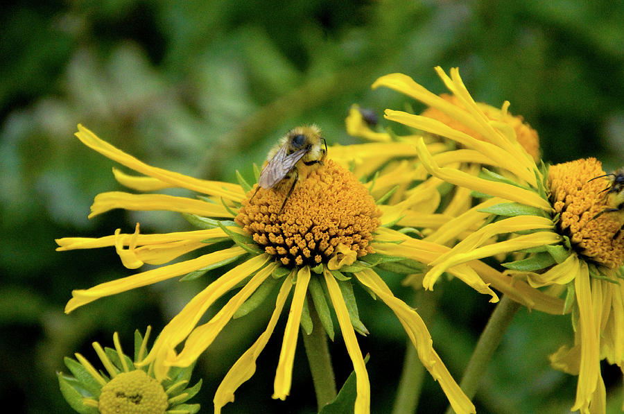 Wild Bee on Flowers Photograph by Terry Anderson