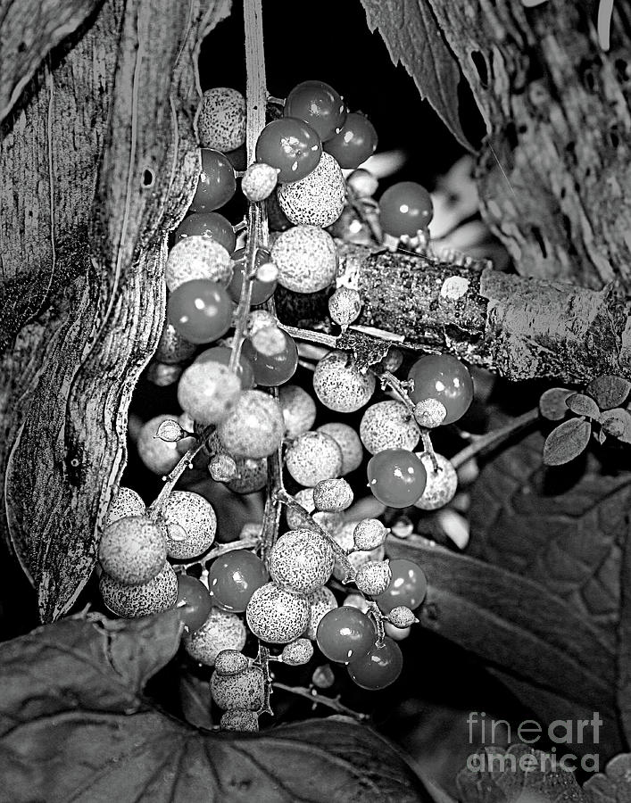 Wild Berries In Black And White Photograph by Smilin Eyes Treasures