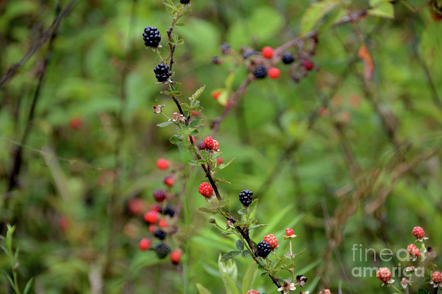 Wild Berries in Georgia Photograph by Adrian De Leon Art and Photography