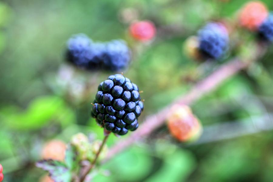 Nature Photograph - Wild Berries  by JC Findley