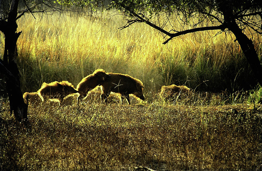 Nature Photograph - Wild Boar by Manjot Singh Sachdeva