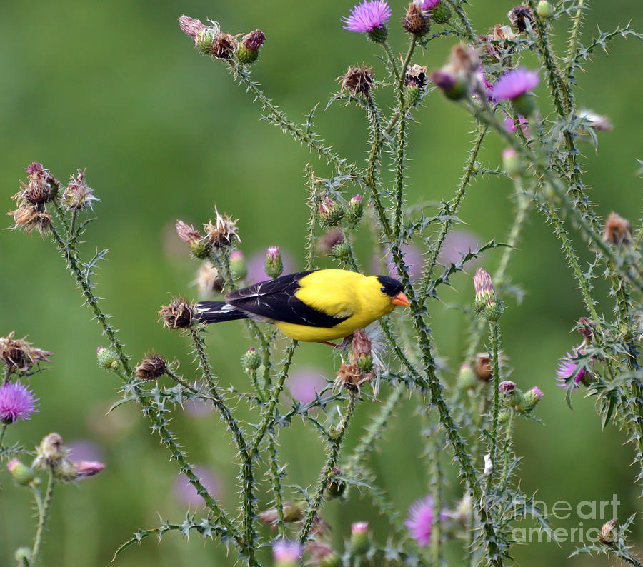 Wild Birds - American Goldfinch Male Photograph by Kerri Farley