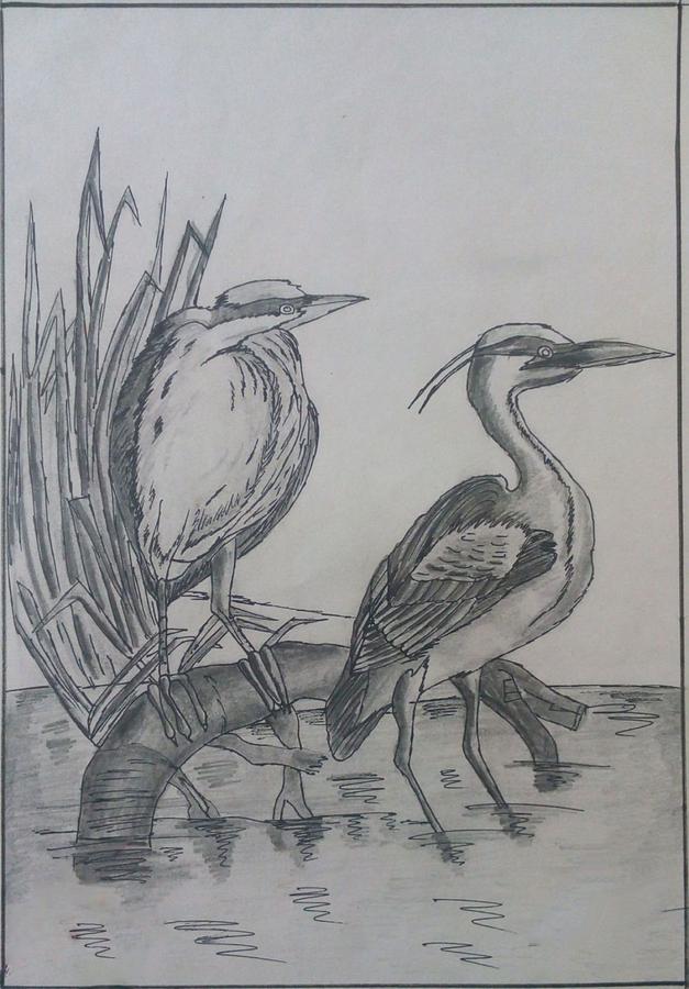 Wild Birds-Black and White Drawing by Jowin Winson A - Fine Art America