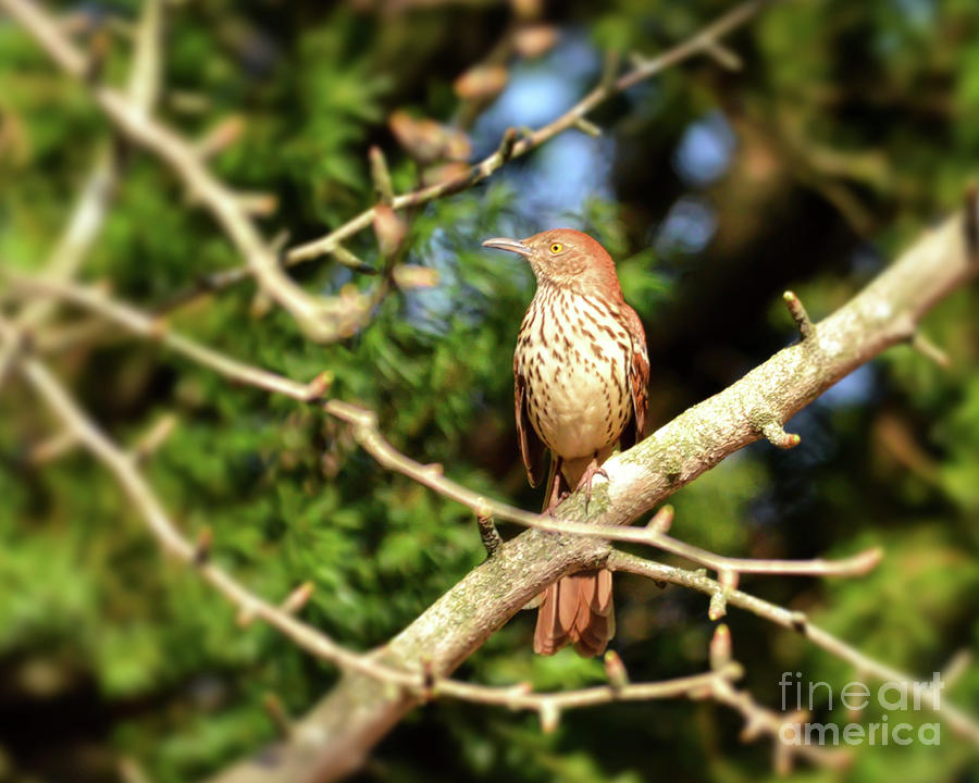 Wild Birds - Brown Thrasher Photograph by Kerri Farley