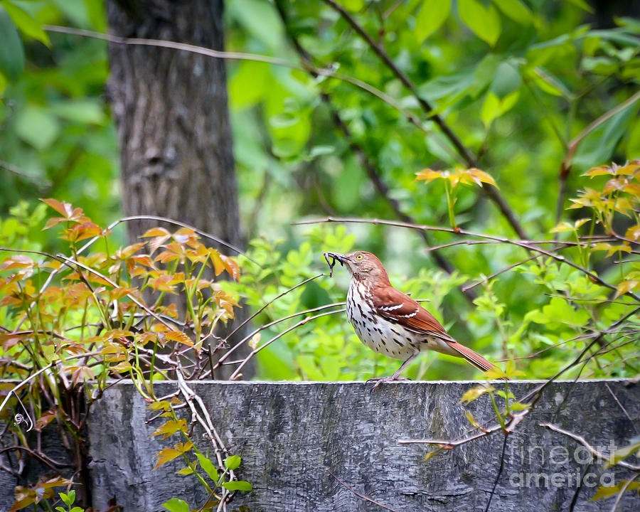 Wild Birds - Brown Thrasher with Breakfast Photograph by Kerri Farley