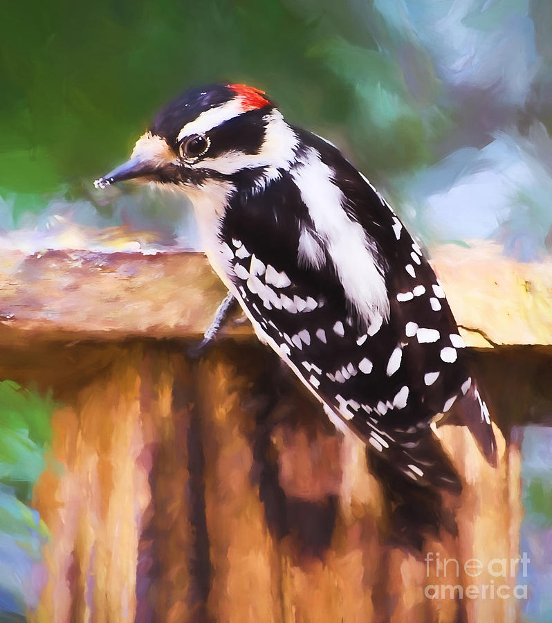 Wild Birds - Downy Woodpecker  Photograph by Kerri Farley