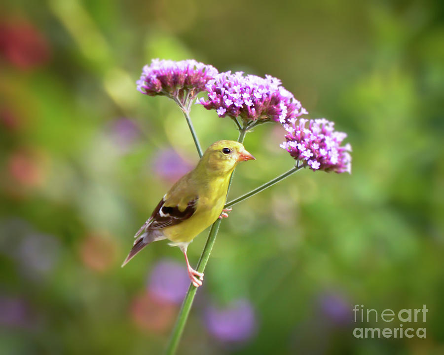 Wild Birds - Female Goldfinch Photograph by Kerri Farley