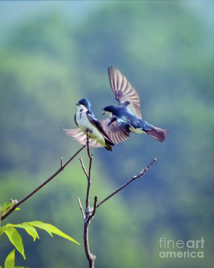 Wild Birds - Flight of the Tree Swallow Photograph by Kerri Farley