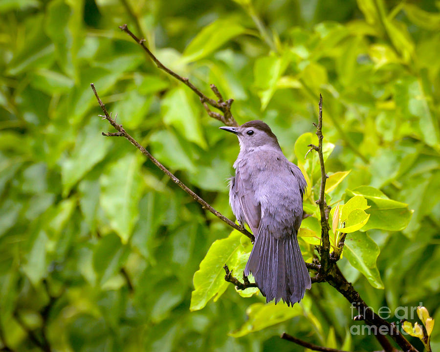 Wild Birds - Gray Catbird Photograph by Kerri Farley