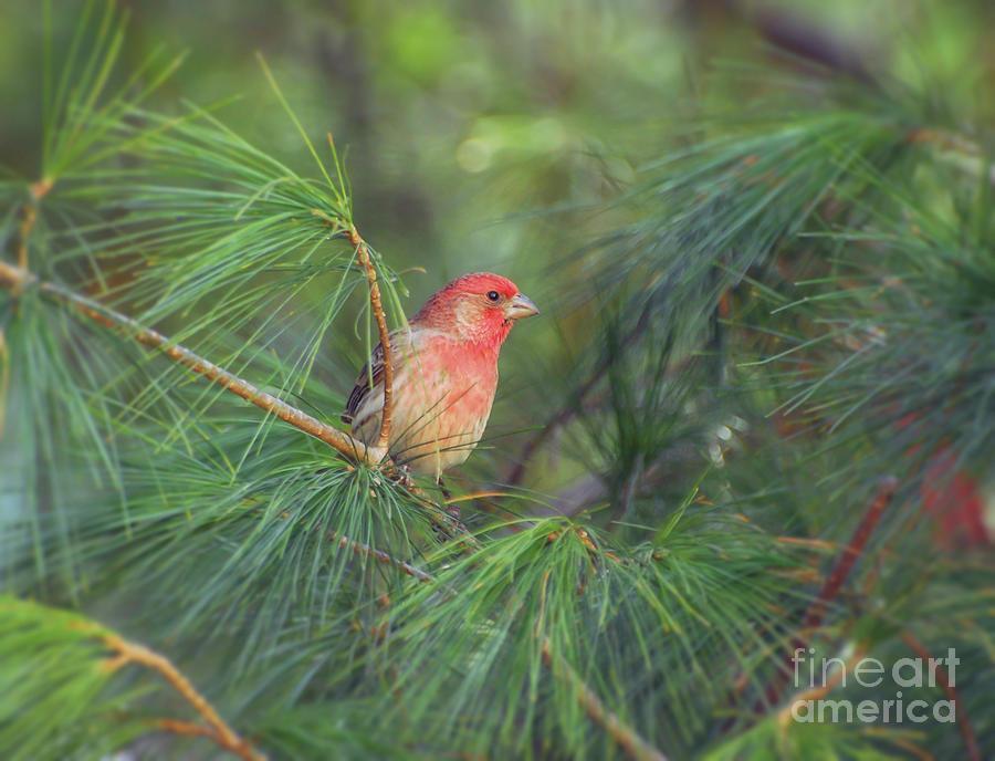 Wild Birds - House Finch in the Pines Photograph by Kerri Farley