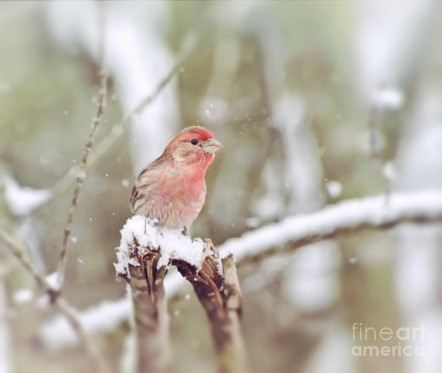 Wild Birds - House Finch in The Snow Photograph by Kerri Farley of New River Nature
