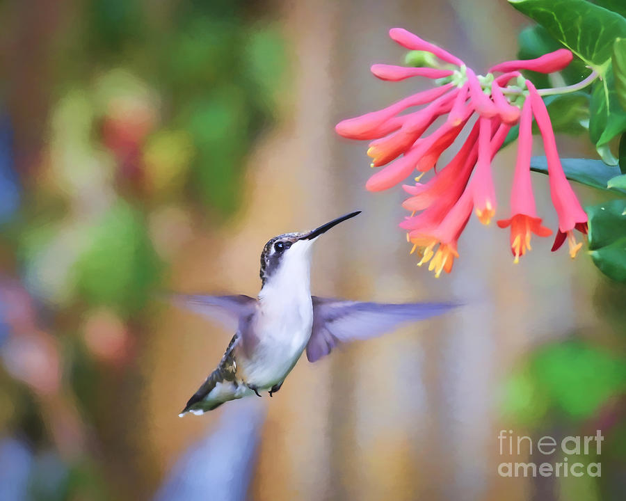 Wild Birds - Hummingbird Art Photograph by Kerri Farley